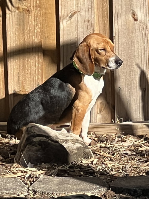 Bocephus III