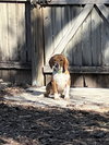 Bocephus III