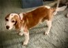 adoptable Dog in tampa, FL named Homer II