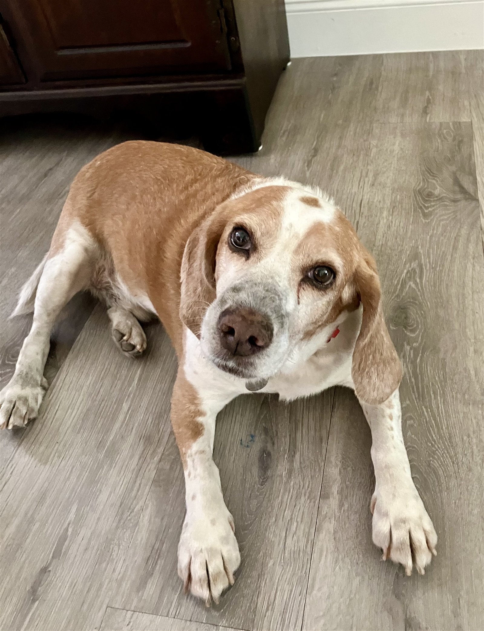 adoptable Dog in Tampa, FL named Bogie/Homer II
