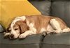 adoptable Dog in  named Bogie/Homer II