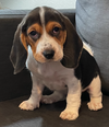 Paula's Puppy Roz