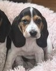 Paula's Puppy Roz