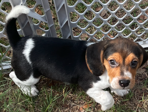 Paula's Puppy Lena