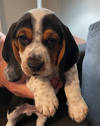 Paula's Puppy Sam