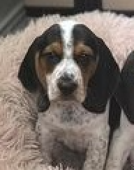 Paula's Puppy Sam