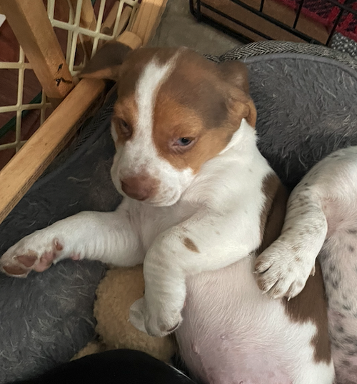 Paula's Puppy Jerry