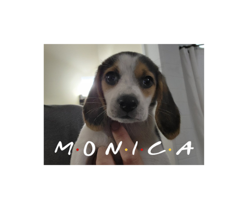 Mama Molly's Puppy Monica