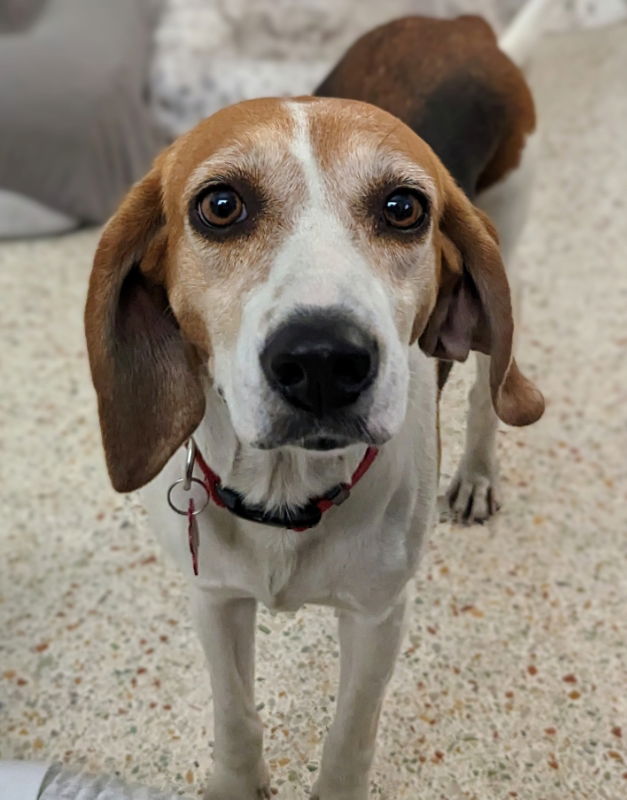 Female treeing best sale walker coonhound