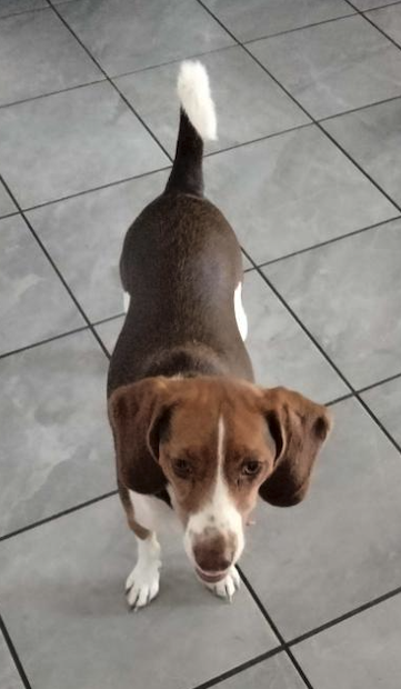Nova