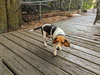 Pudding aka Monticello Mama