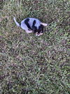 Monticello Puppy