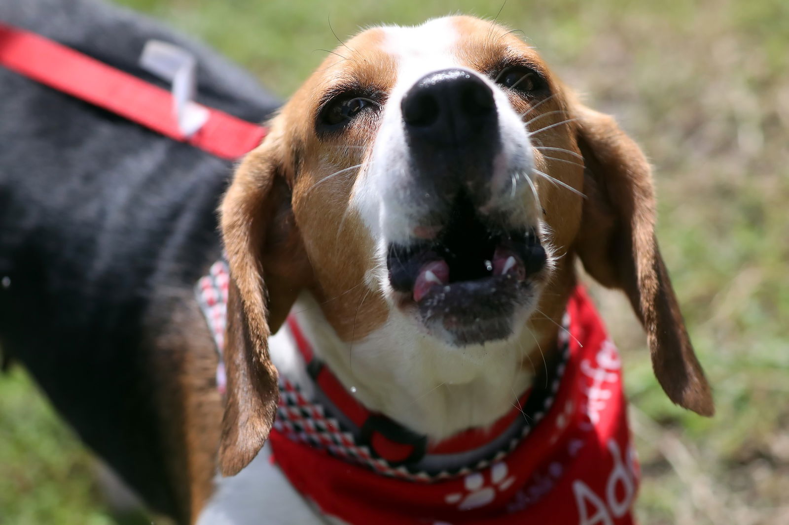 adoptable Dog in Tampa, FL named Meadow (fna Cricket III)