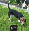 Bolt II