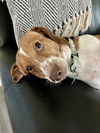 Louie Bee
