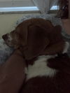 Louie Bee