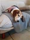 adoptable Dog in tampa, FL named Maggie (fka Faith II)