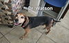 Dr. Watson