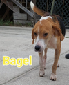 Bagel V