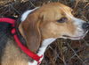 Daisy II