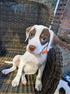 Tulip's Puppy Kalyke