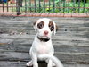 Tulip's Puppy Kalyke