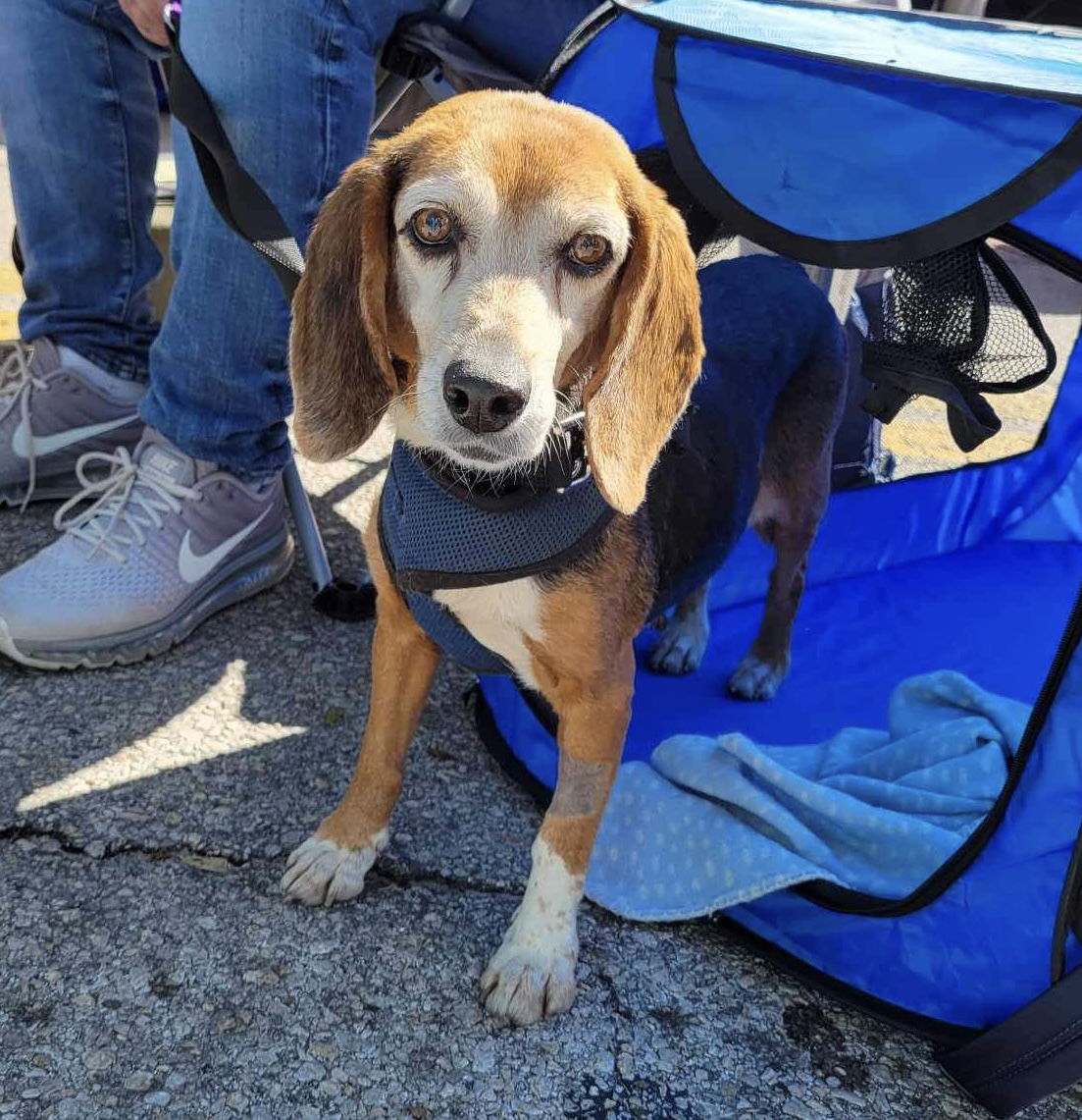 adoptable Dog in Tampa, FL named Ondra