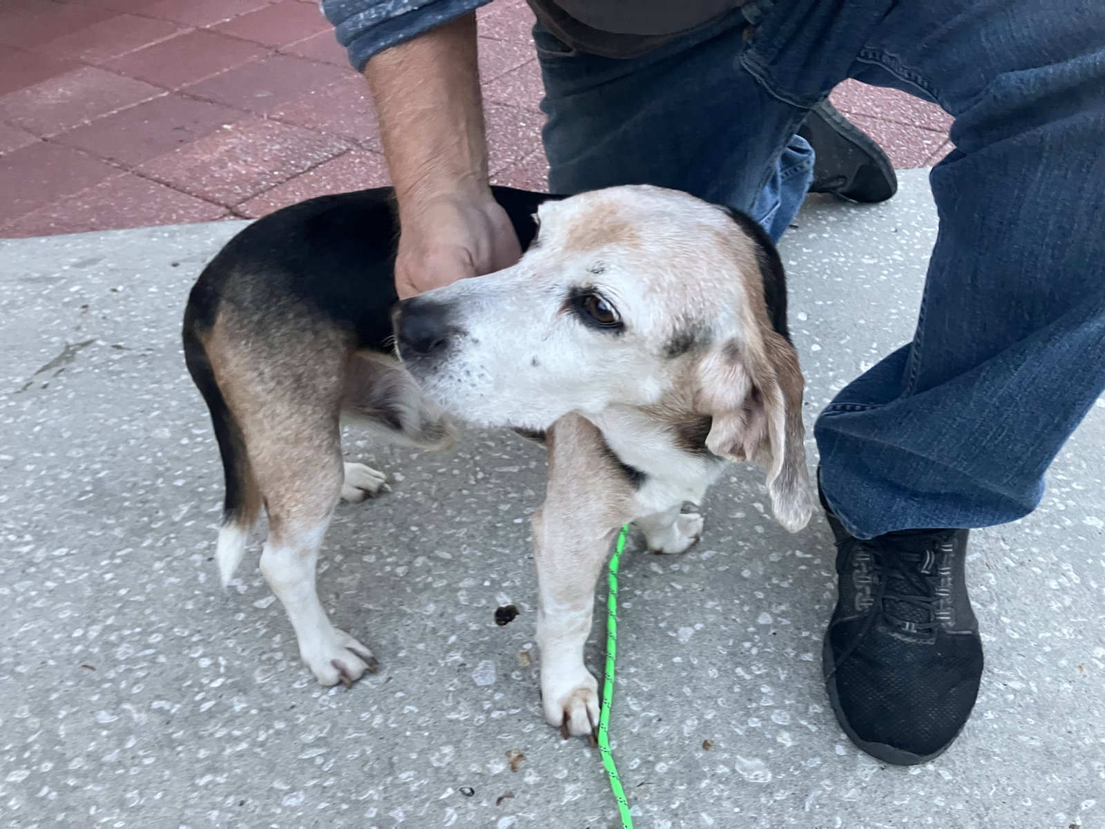 Dog for Adoption Bingo III, a Beagle in Brooksville, FL Alpha Paw