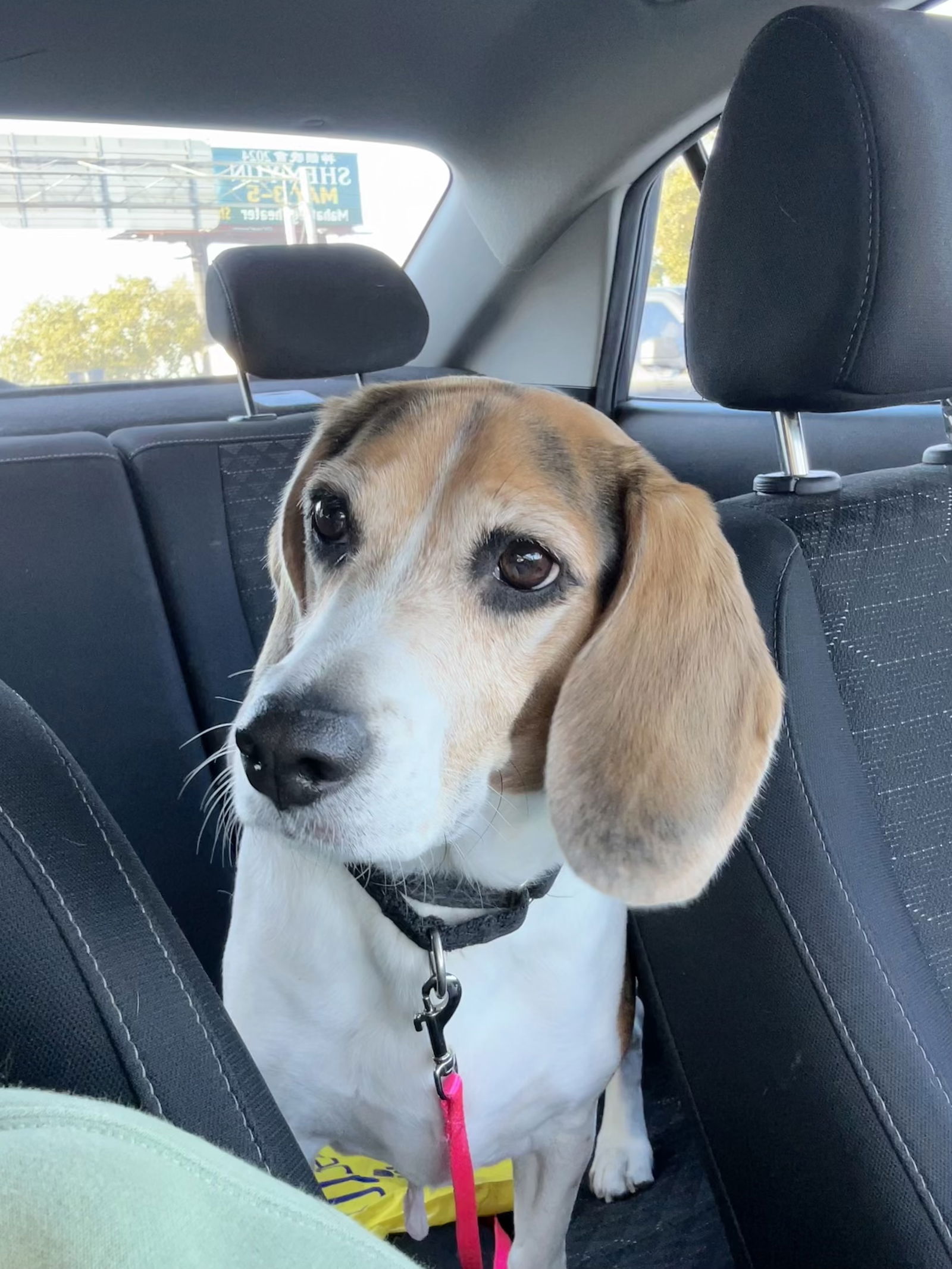 Dog for Adoption - Bella Donna, a Beagle in Sun City Center, FL | Alpha Paw