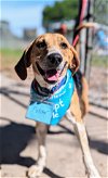 adoptable Dog in tampa, FL named Fletcher II