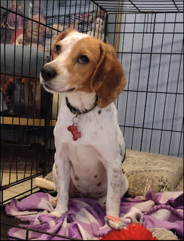 Dog for Adoption - Elsa III, a Beagle in Sarasota, FL | Alpha Paw