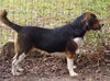 Thelma