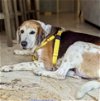 adoptable Dog in tampa, FL named Martha II