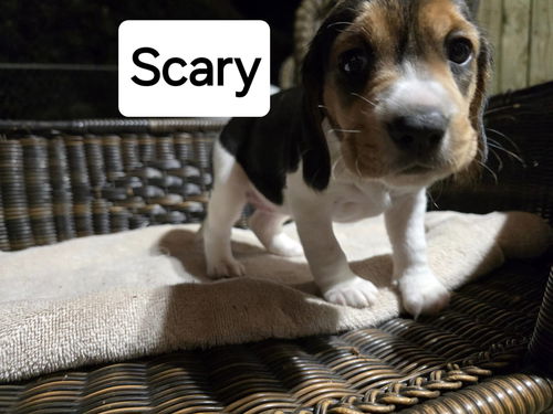 Birdie's pup Scary