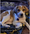 Little Olivia