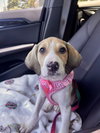 Little Nellie