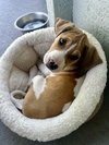 Little Nellie