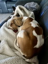 Little Nellie