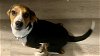adoptable Dog in  named Shiloh Super Dog