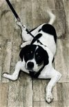 adoptable Dog in tampa, FL named Winston II