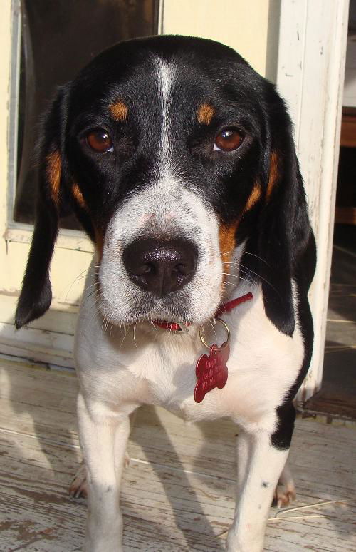 Louie II