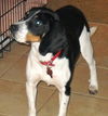 Louie II