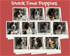 adoptable Dog in  named Snack Time Puppies