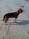 Sandy II