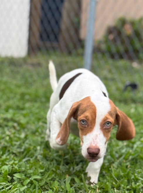 adoptable Dog in Tampa, FL named Myakkah Puppy Bennett