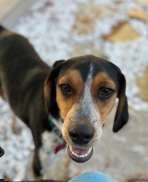 Bohdi