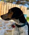 Bohdi