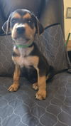 Tally's Pup Stellan