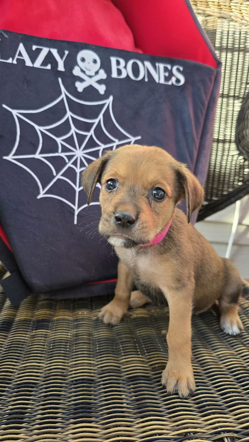 Tally's Pup Bat Girl