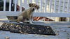 Tally's Pup Tevin
